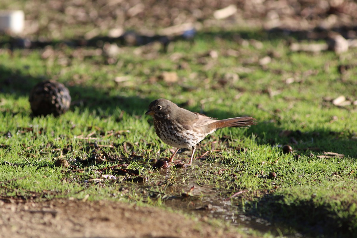 Fox Sparrow - ML268779301