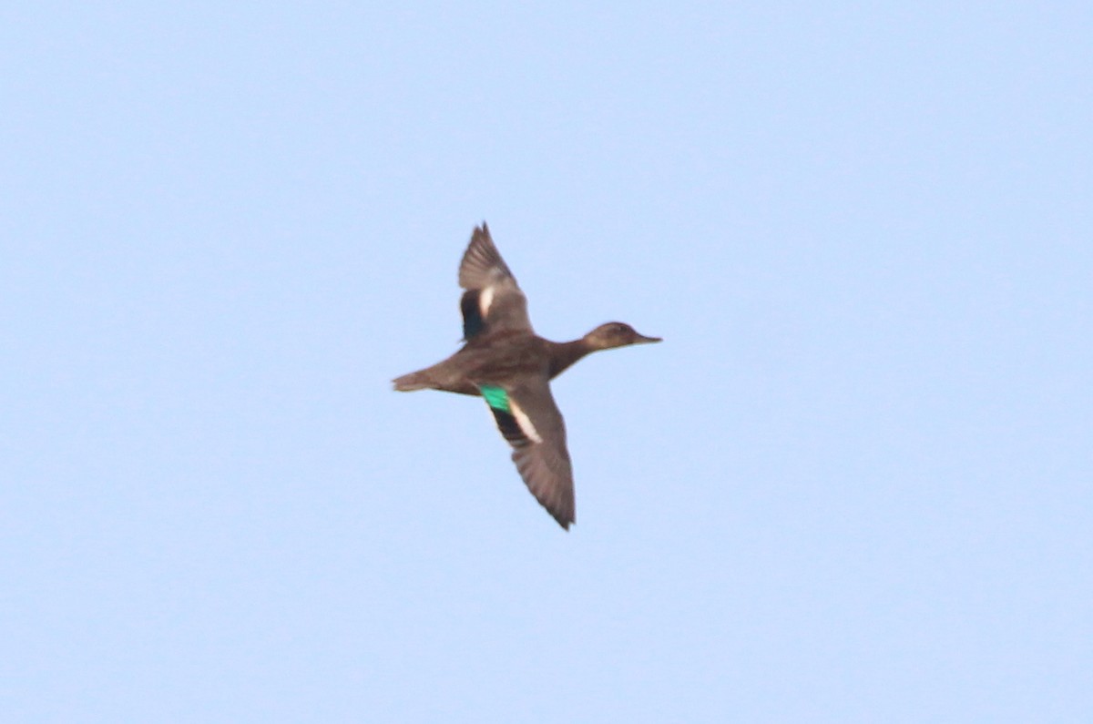 Green-winged Teal - ML268779341