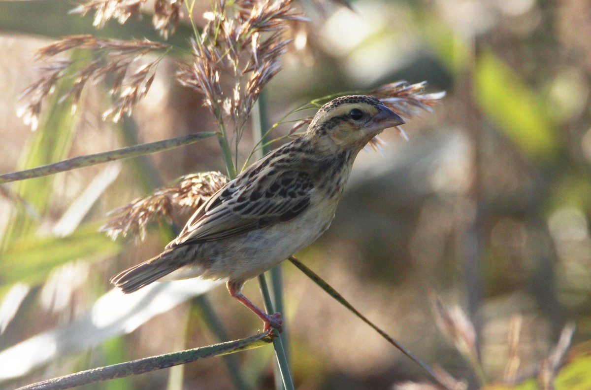 Yellow-crowned Bishop - ML268779621