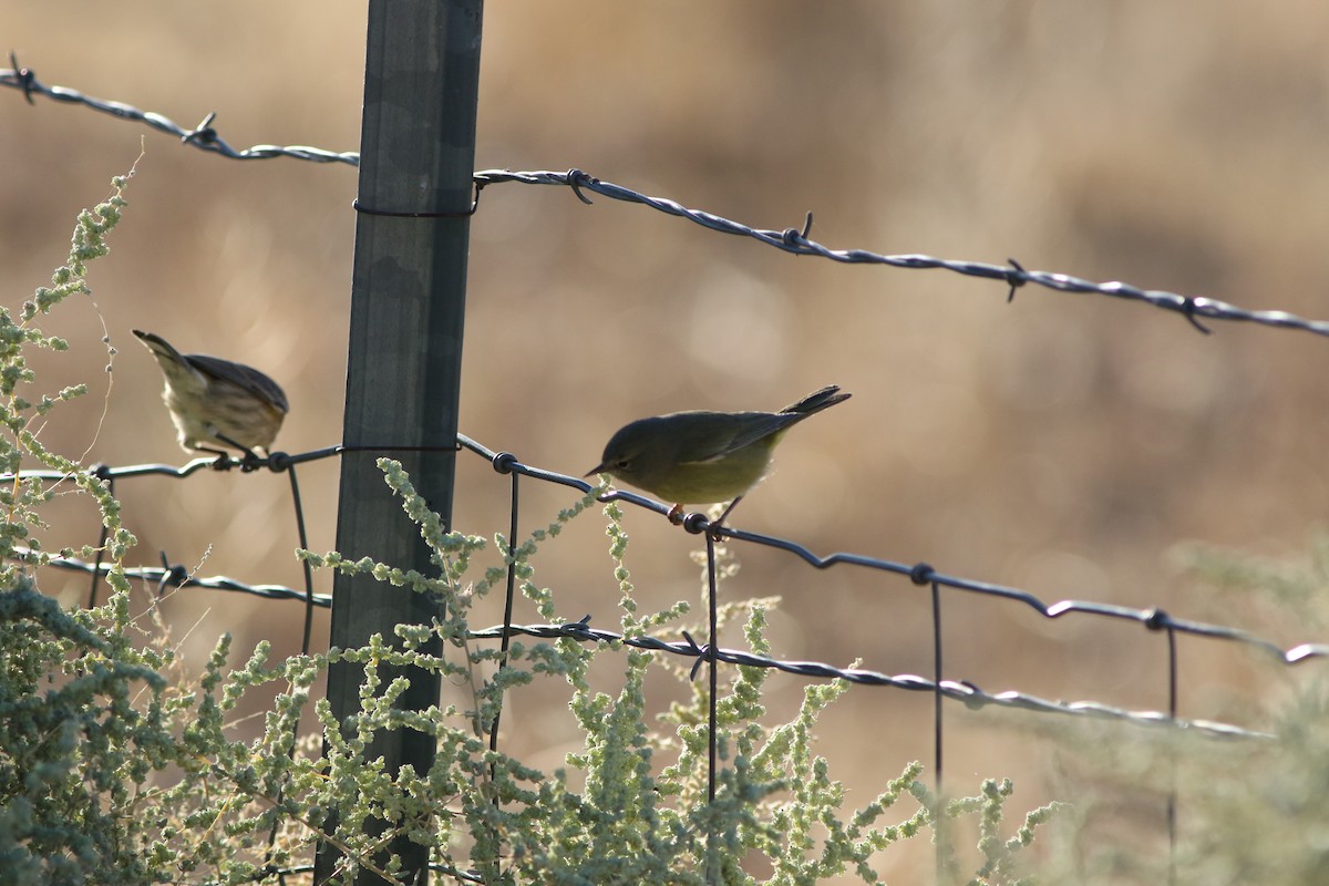 Orange-crowned Warbler - ML268779941