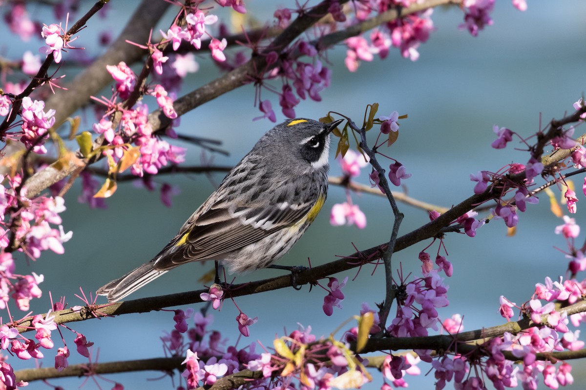 Yellow-rumped Warbler - ML26878011