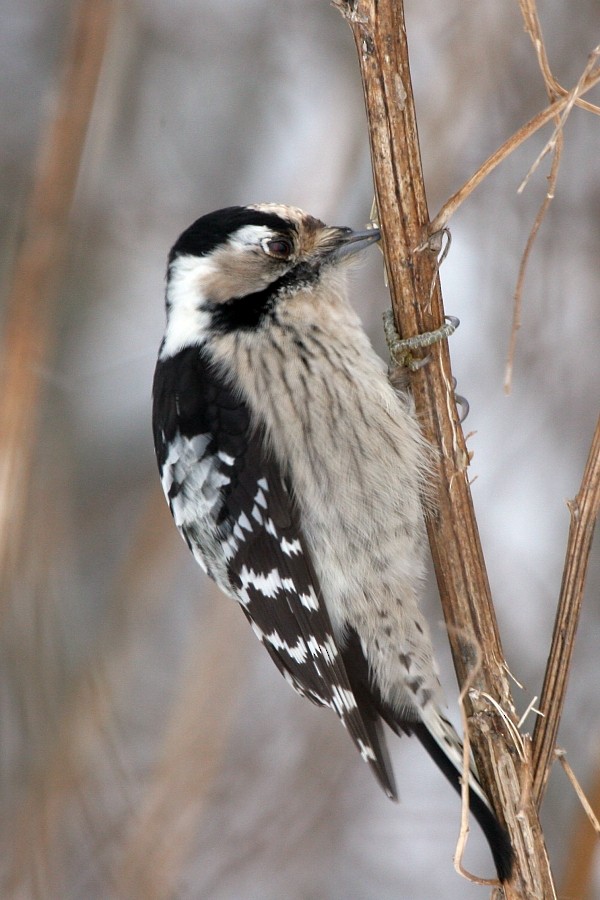 Lesser Spotted Woodpecker - Pavel Parkhaev