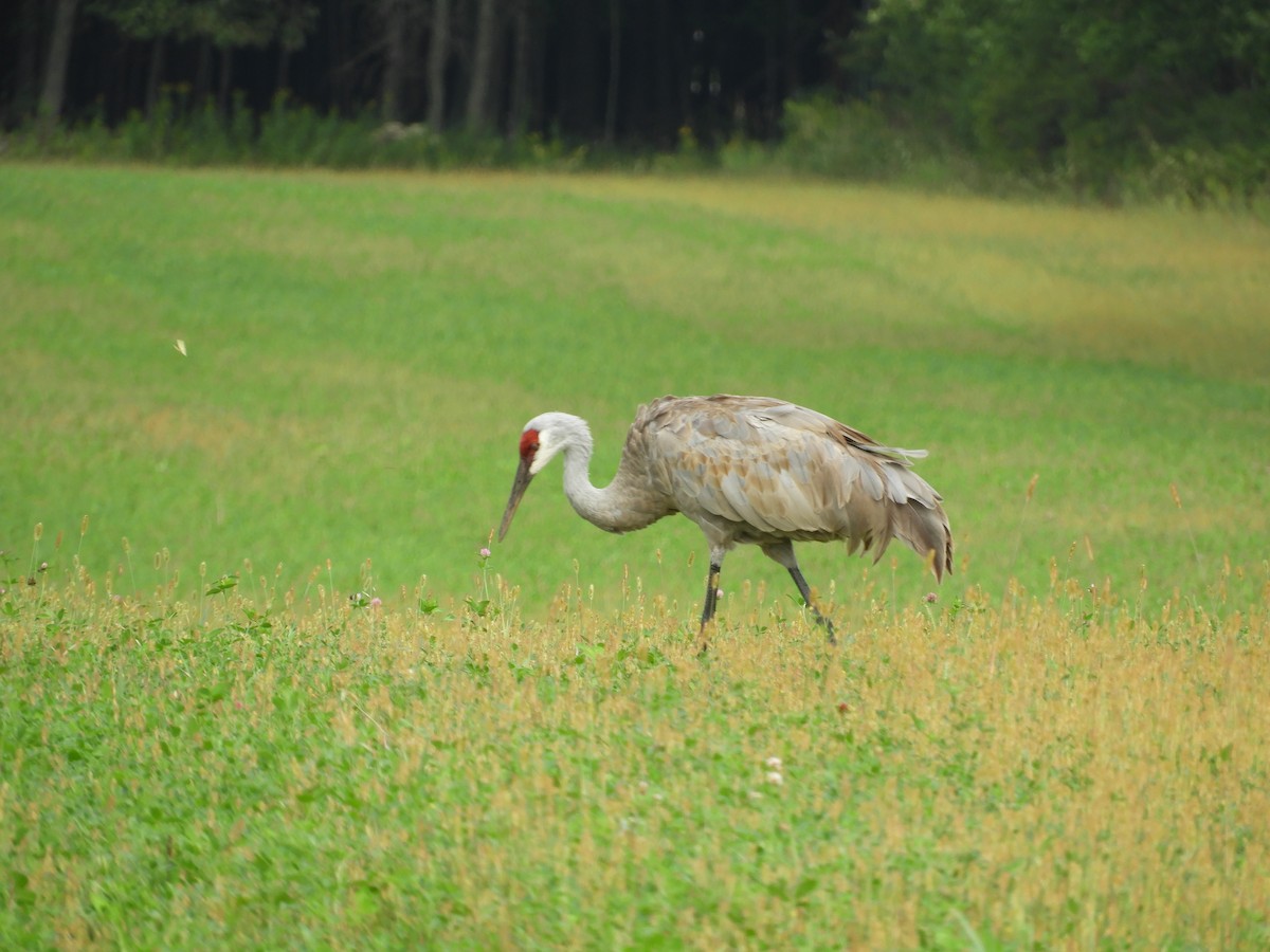 Grulla Canadiense - ML268780921