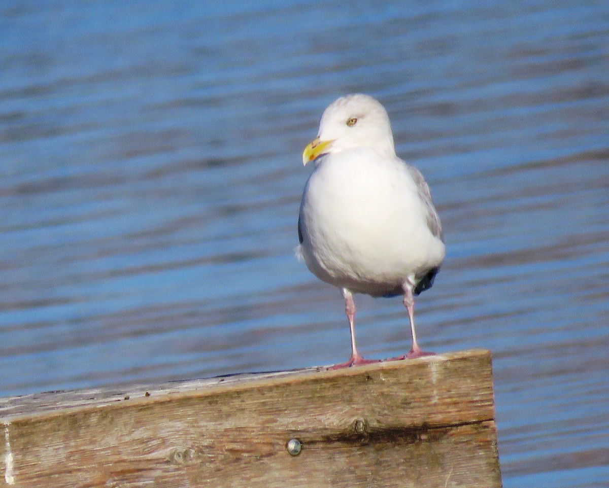 Herring Gull - ML268781561