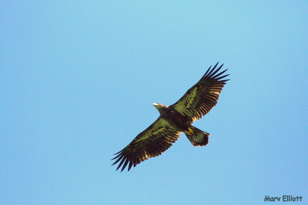 Bald Eagle - Susan Elliott