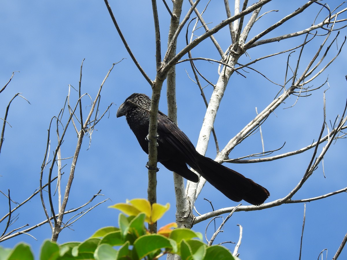 Smooth-billed Ani - Erika Gates