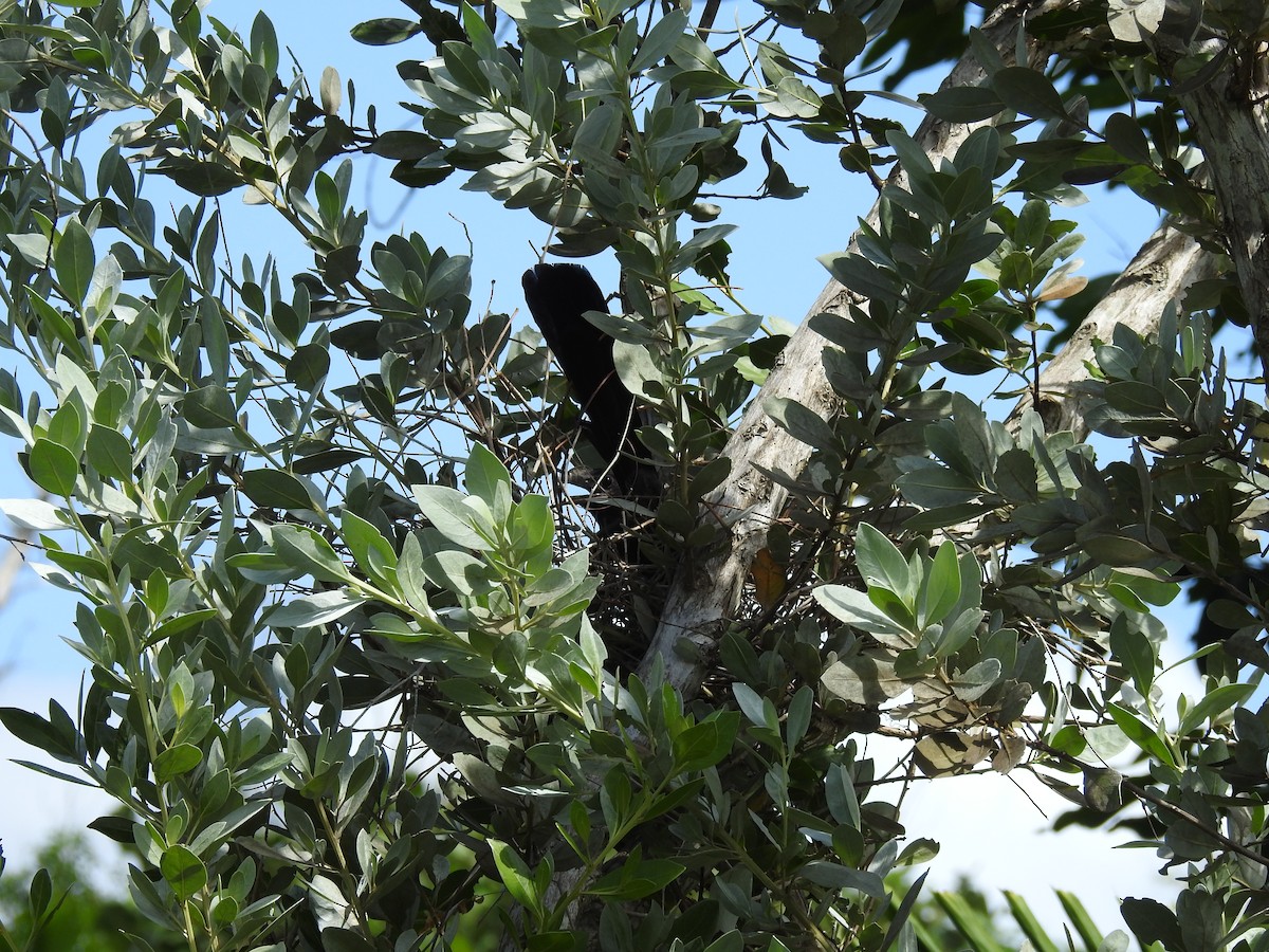 Smooth-billed Ani - Erika Gates