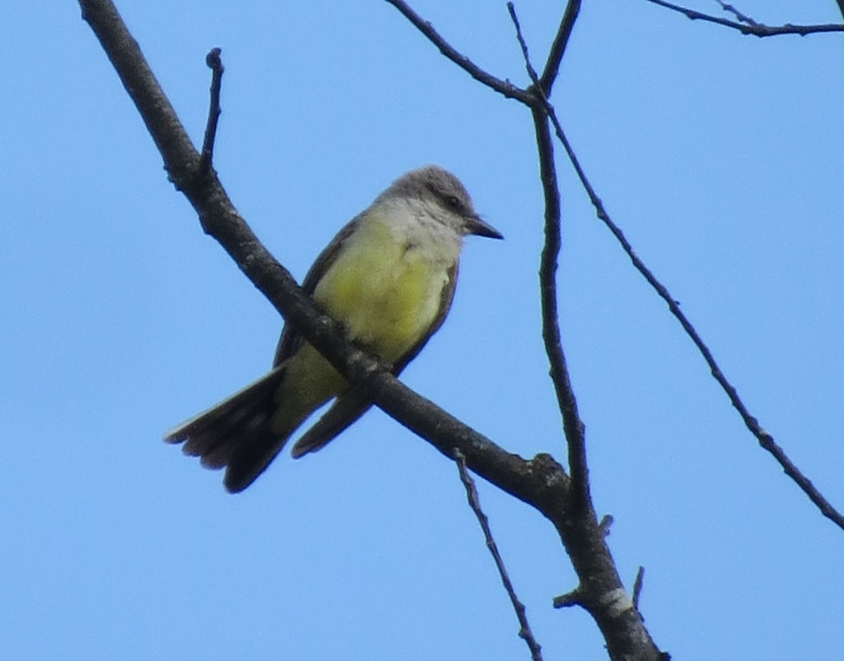 Western Kingbird - Ken Cox