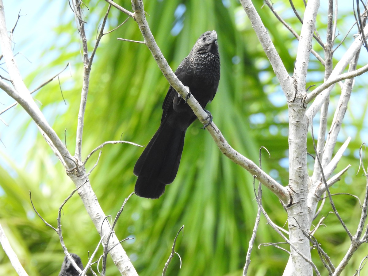 Smooth-billed Ani - ML268783221