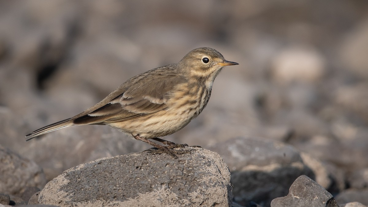 American Pipit - Mason Maron