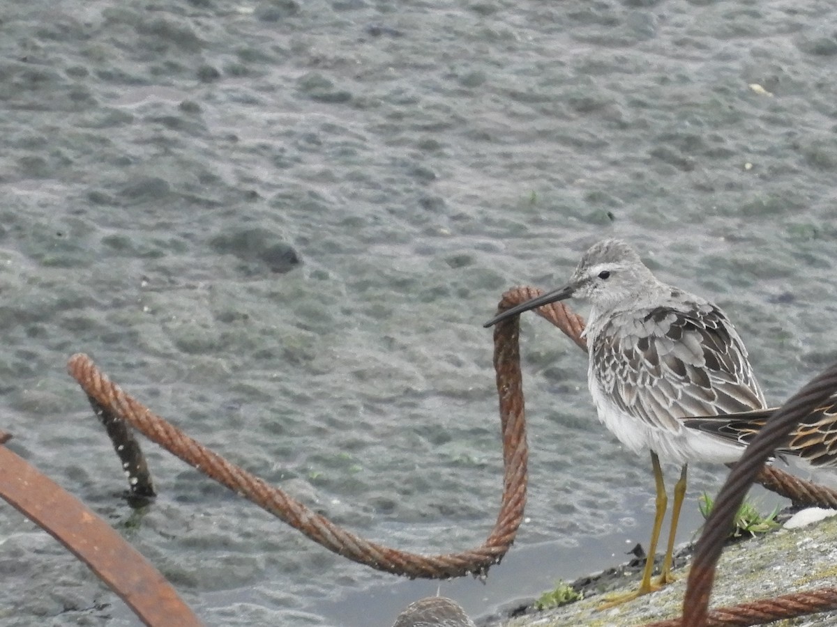 Stilt Sandpiper - ML268790061