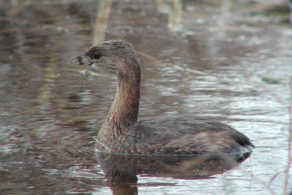 Pied-billed Grebe - ML268790281