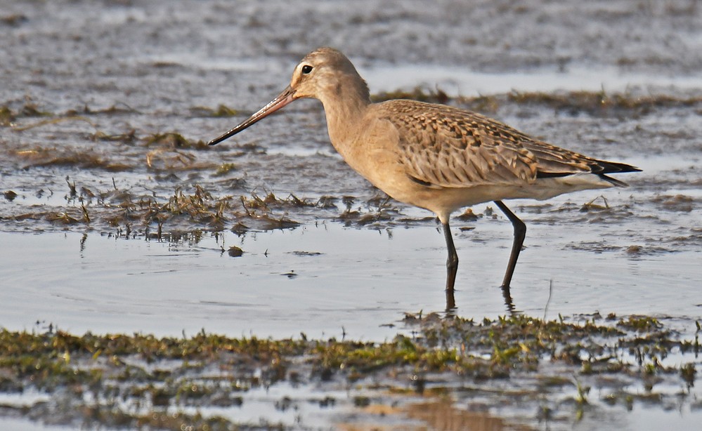 Hudsonian Godwit - Dick Horsey