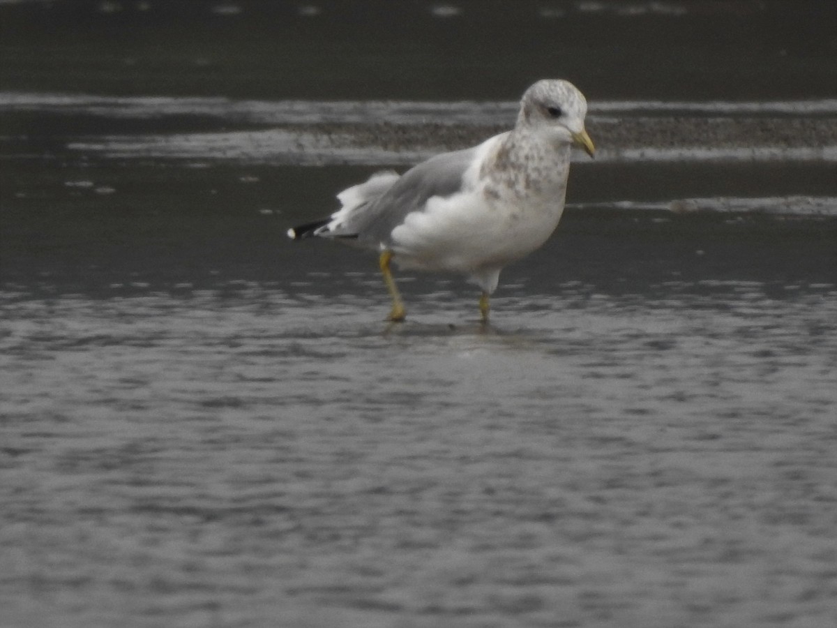 Short-billed Gull - ML268793821