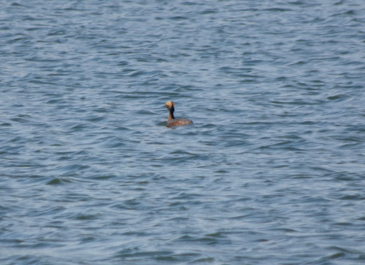 Horned Grebe - Evan Coates