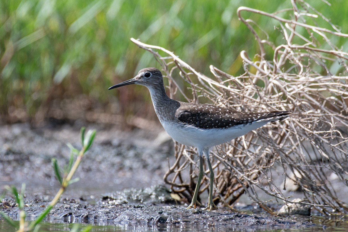 Solitary Sandpiper - James Brookman