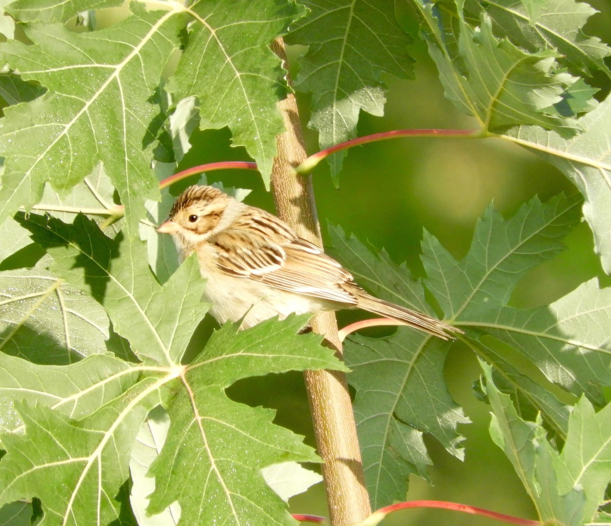 Clay-colored Sparrow - ML268795881