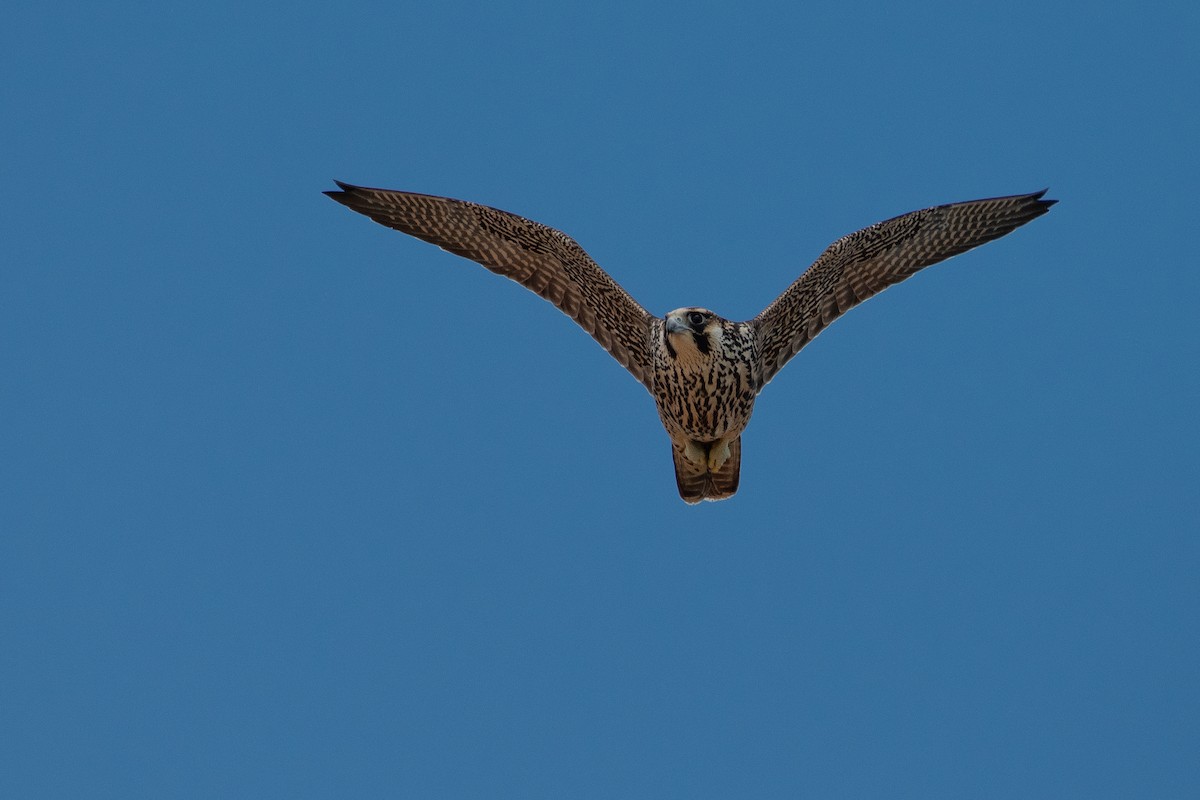 Peregrine Falcon - James Brookman