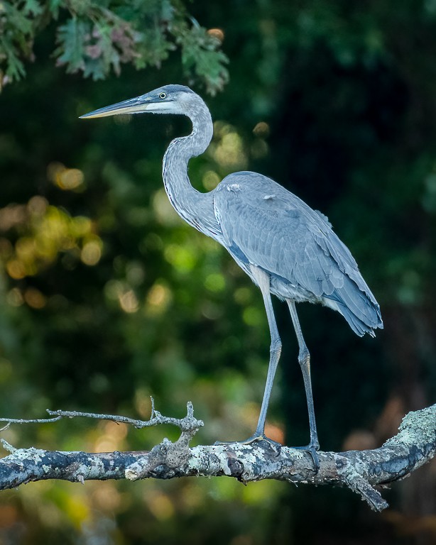 Great Blue Heron - ML268799791