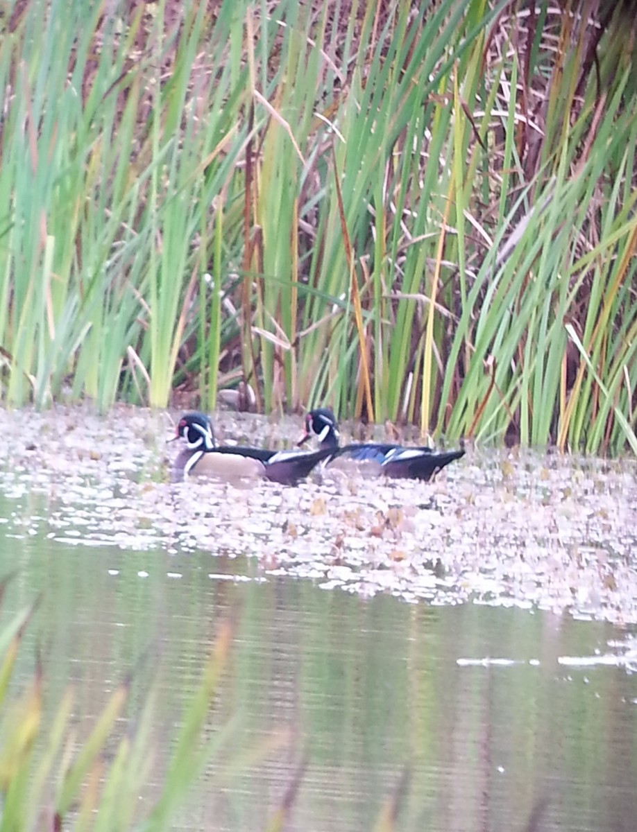 Wood Duck - ML268799831