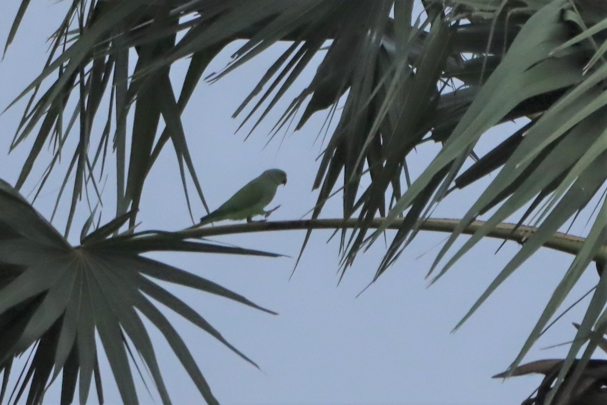 Rose-ringed Parakeet - ML268800011