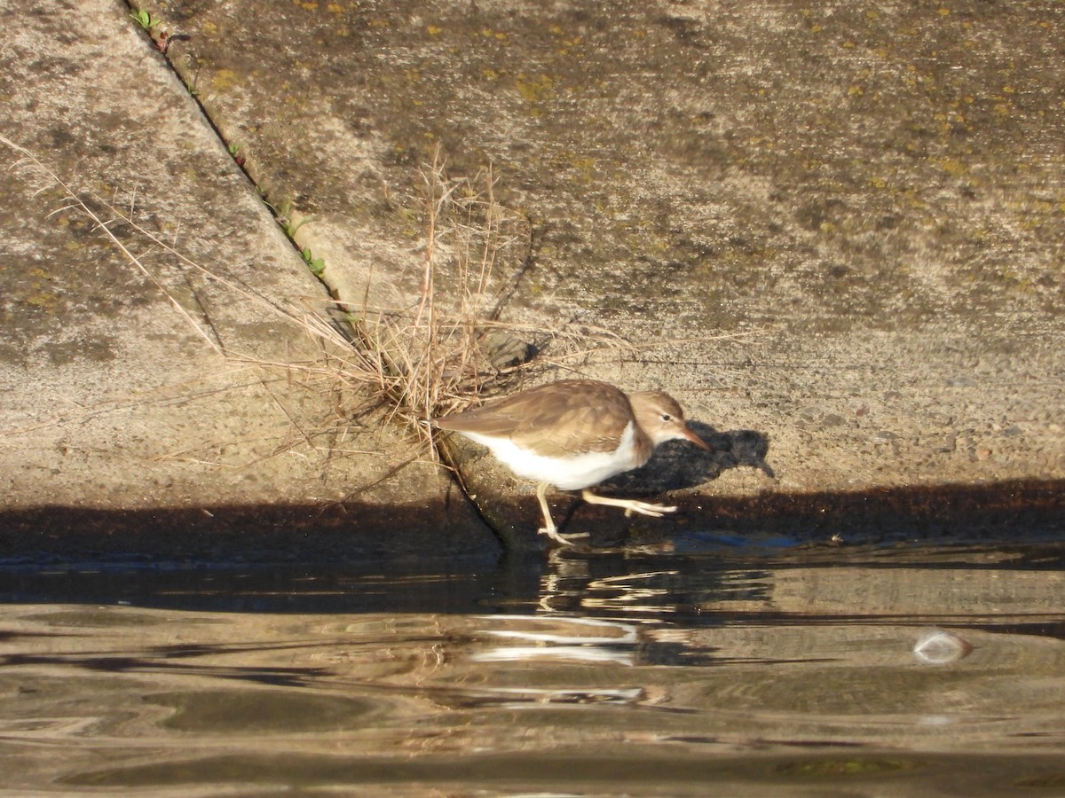 Spotted Sandpiper - Adrianh Martinez-Orozco