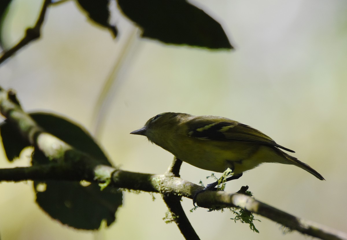 Yellow-winged Vireo - ML26880211