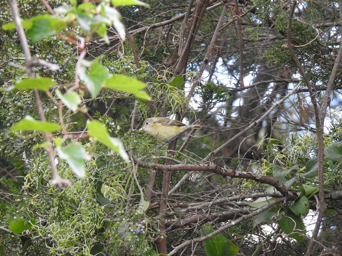 Bell's Vireo - ML268802411