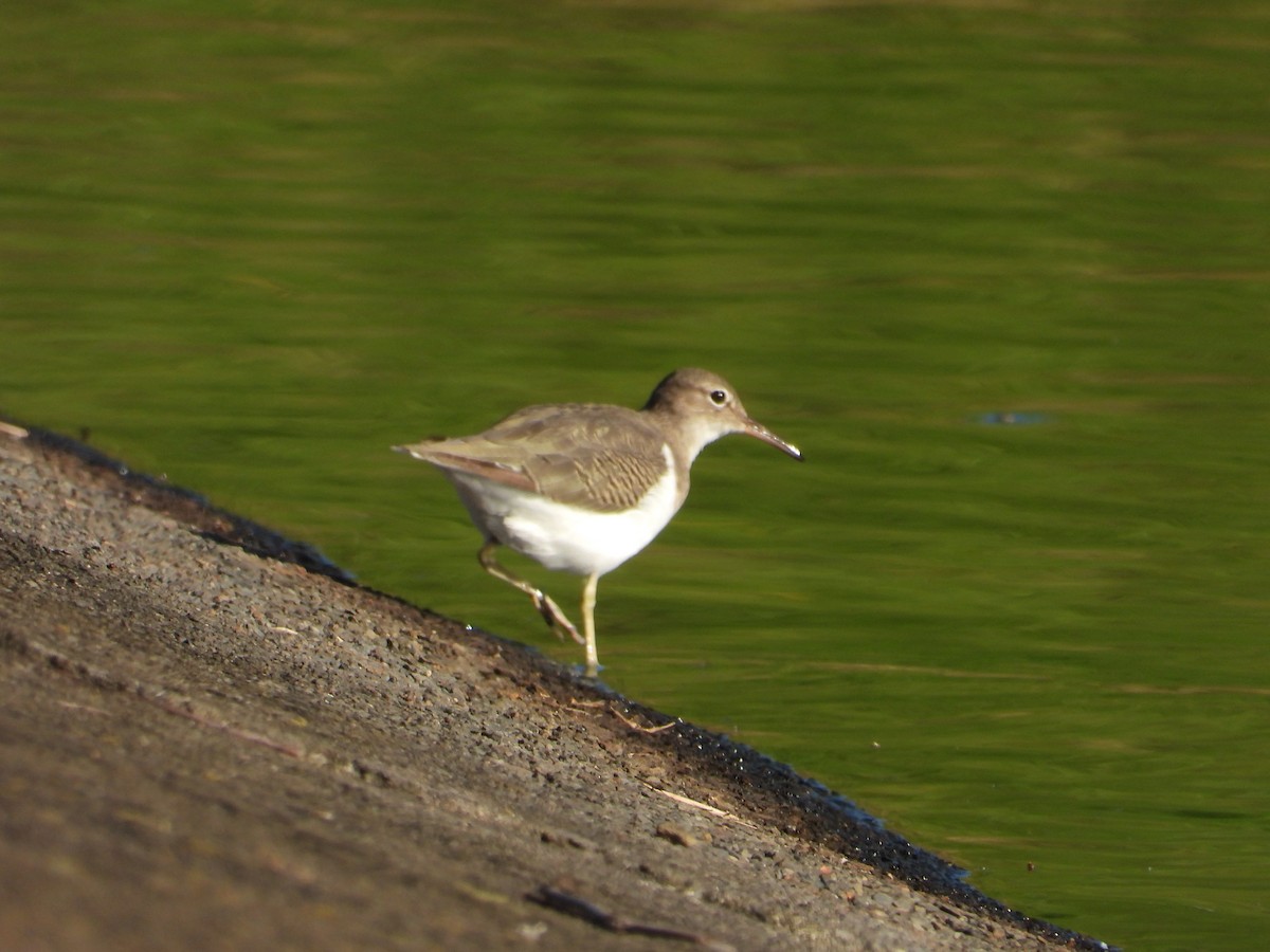 Spotted Sandpiper - Adrianh Martinez-Orozco