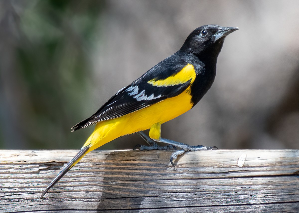 Scott's Oriole - ML268803551