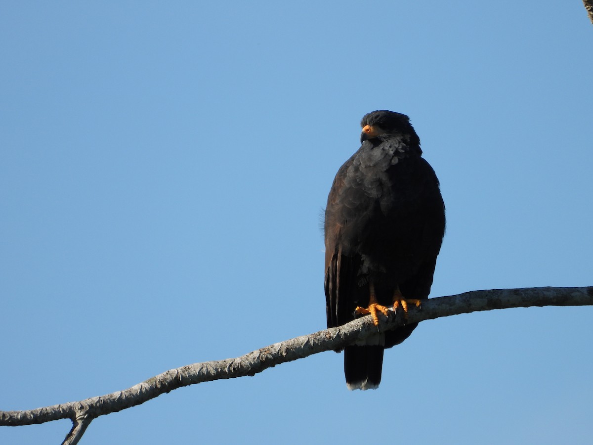 Common Black Hawk - ML268803601