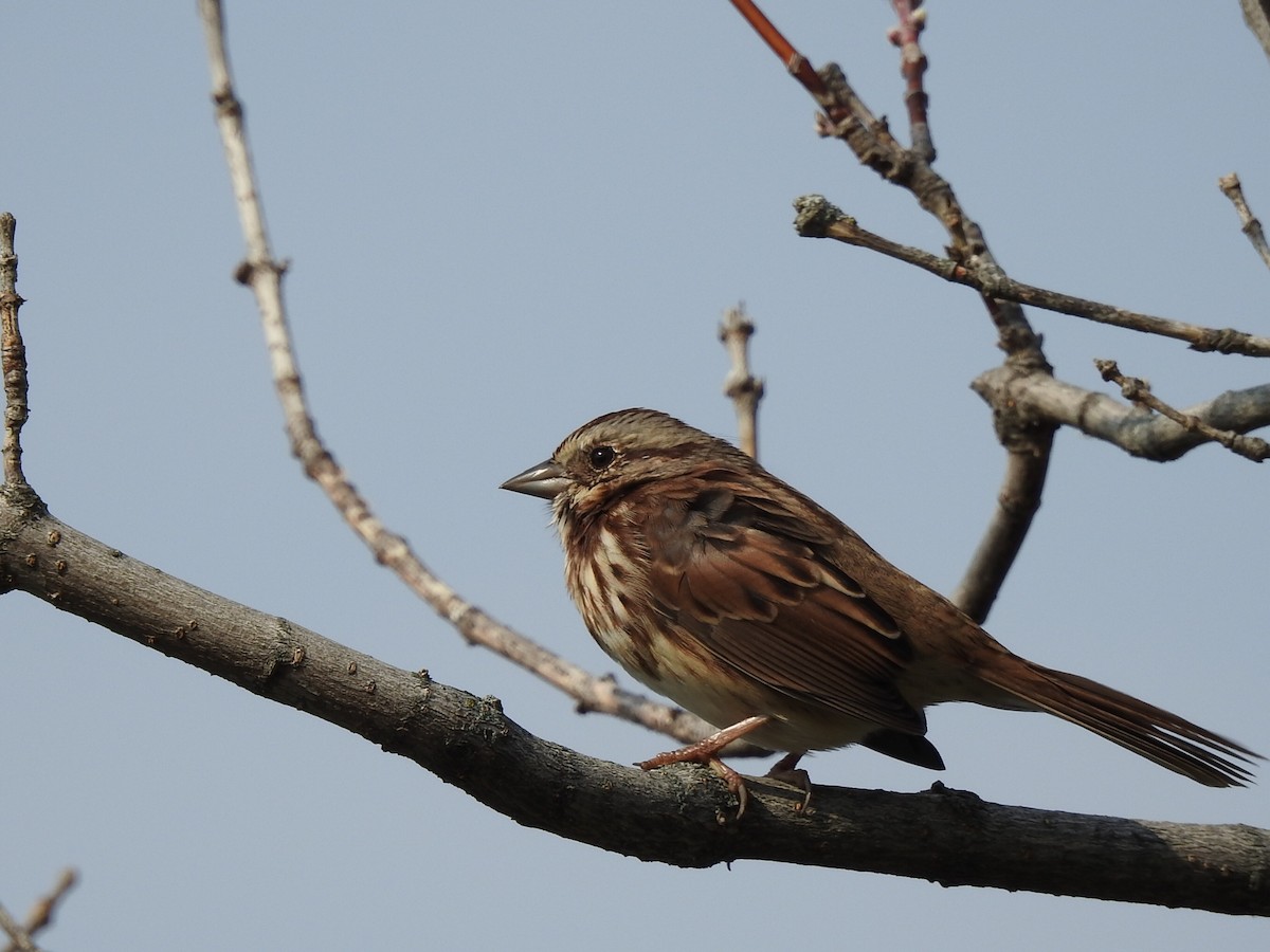 Song Sparrow - ML268803701