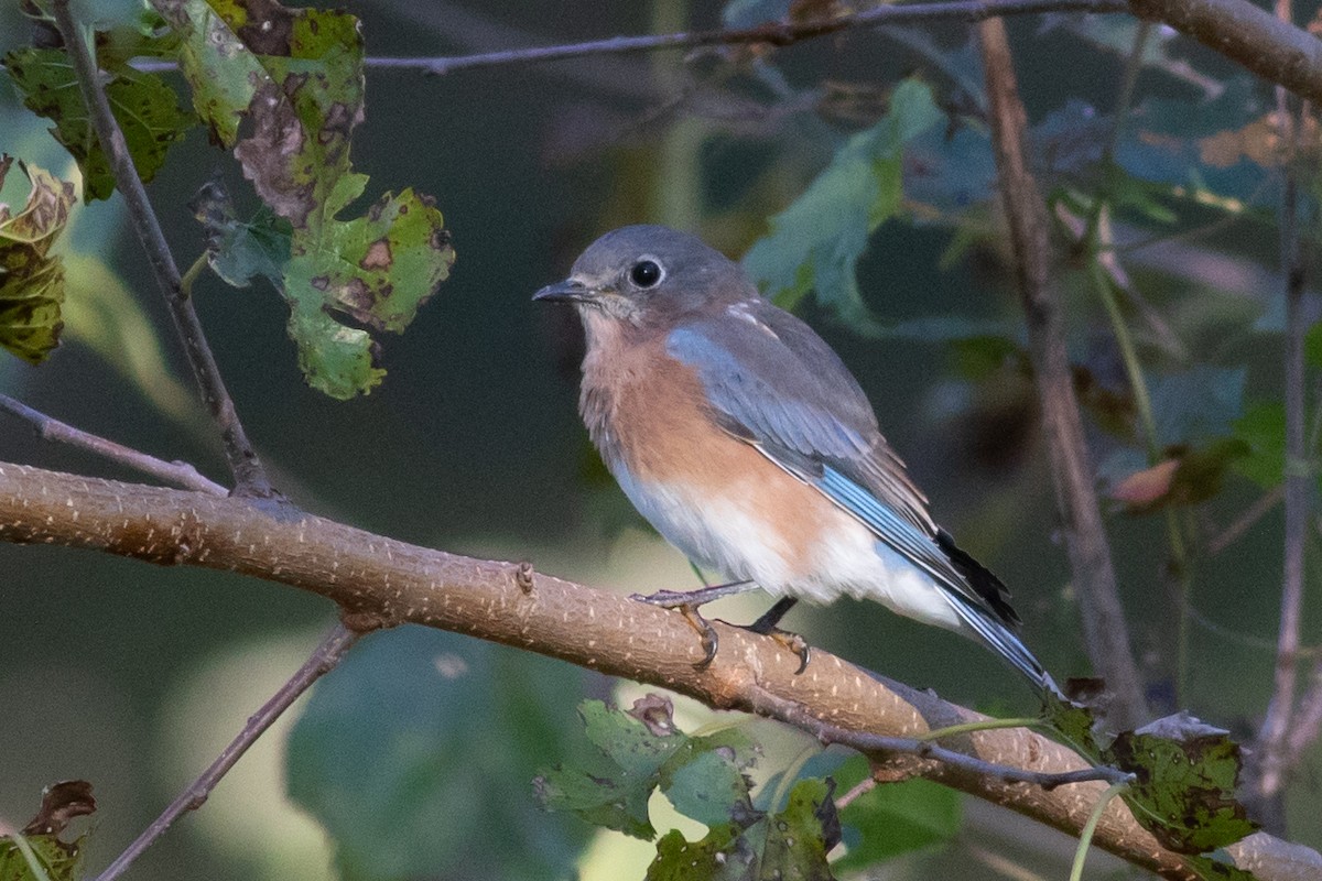 Eastern Bluebird - Evelyn Ralston