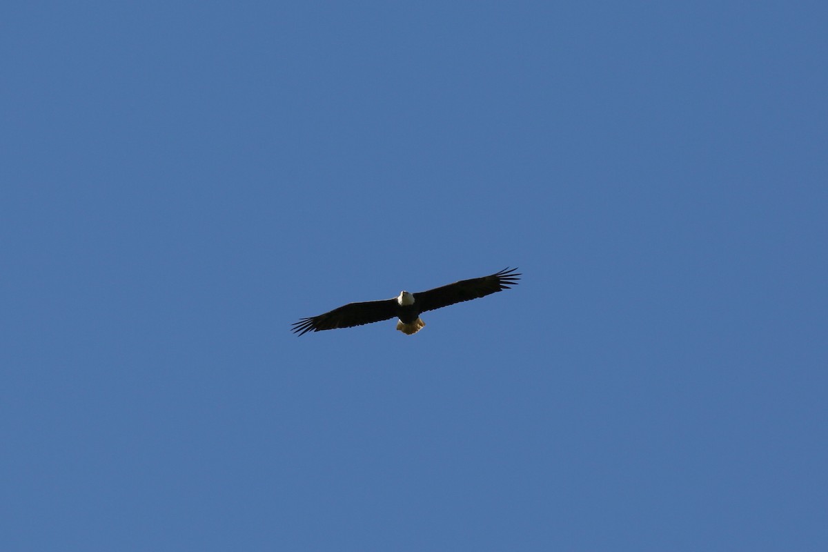 Bald Eagle - ML268805141