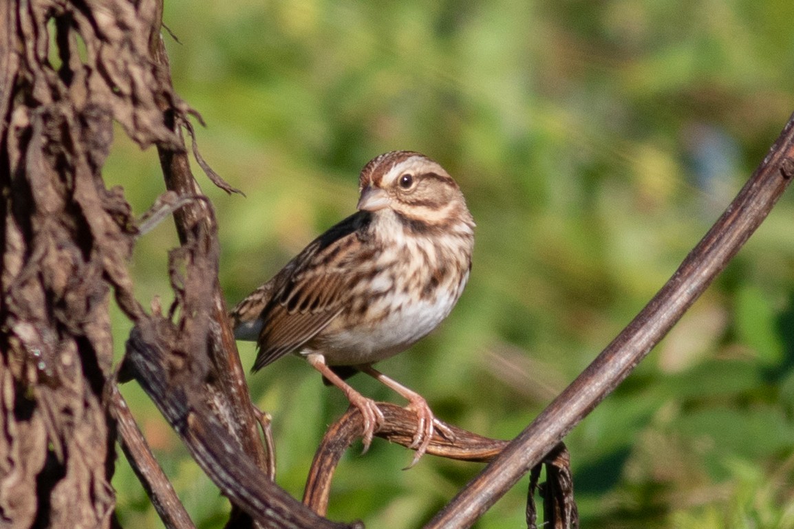 Song Sparrow - Evelyn Ralston