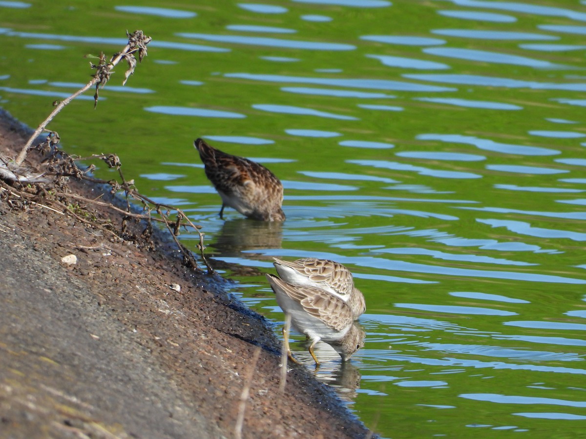 Least Sandpiper - Adrianh Martinez-Orozco