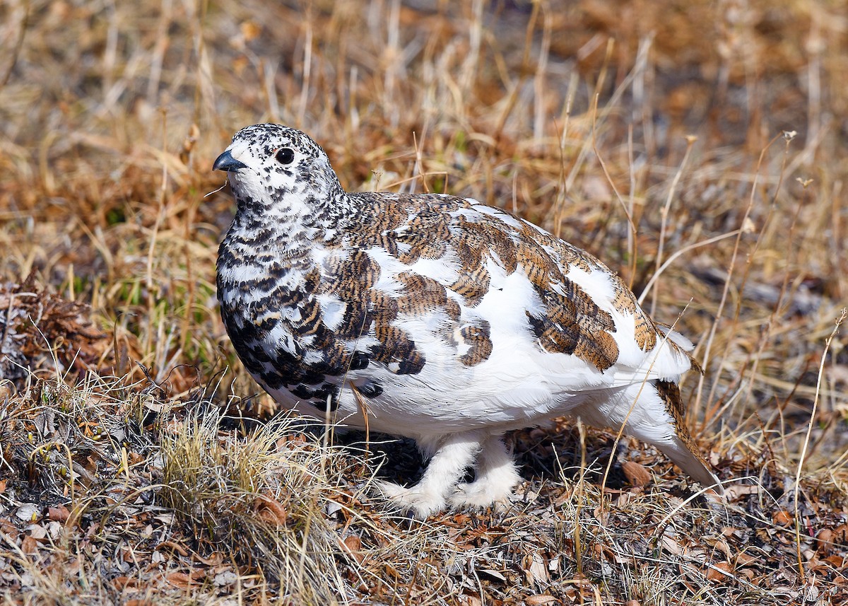 White-tailed Ptarmigan - ML268805891
