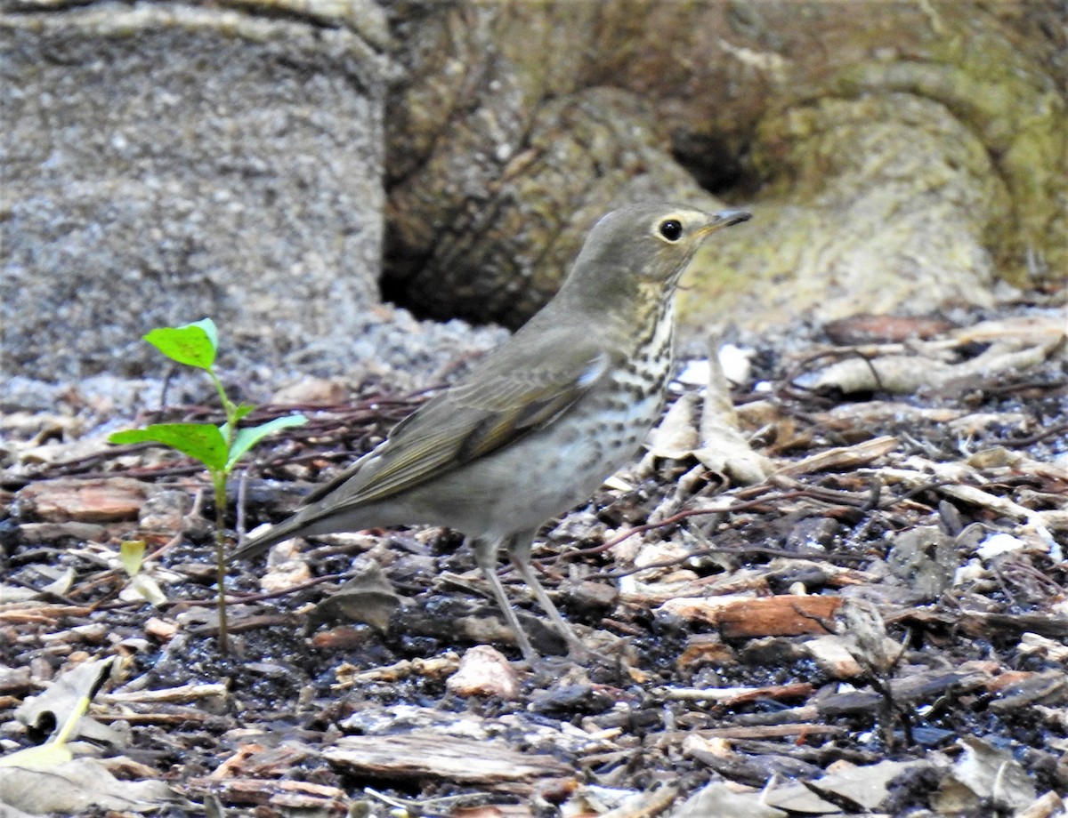 Swainson's Thrush - ML268806281