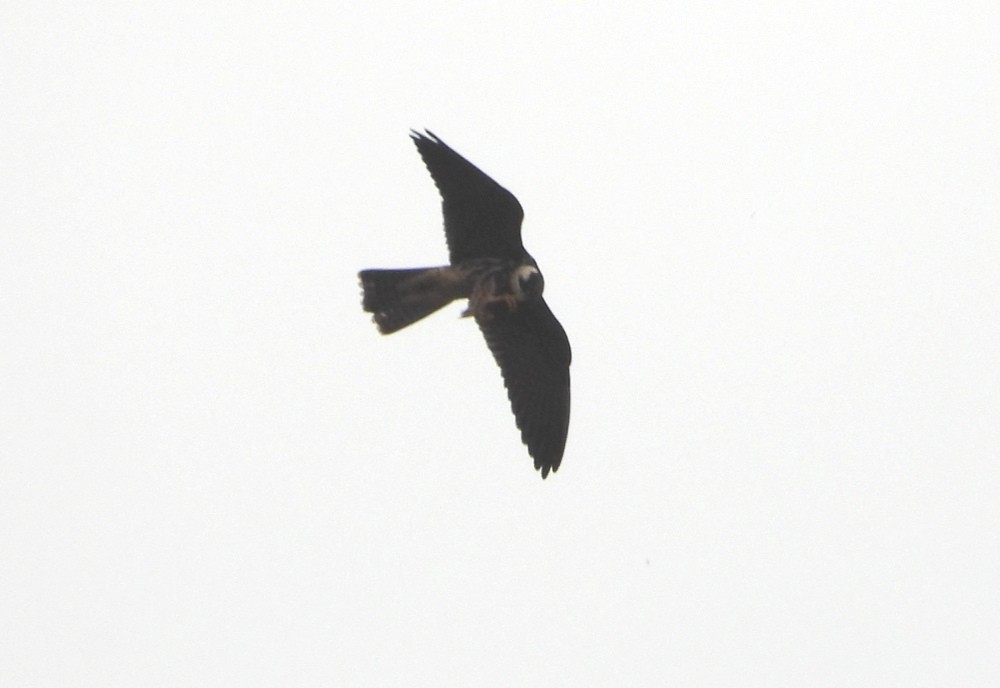 Eurasian Hobby - ML268806541