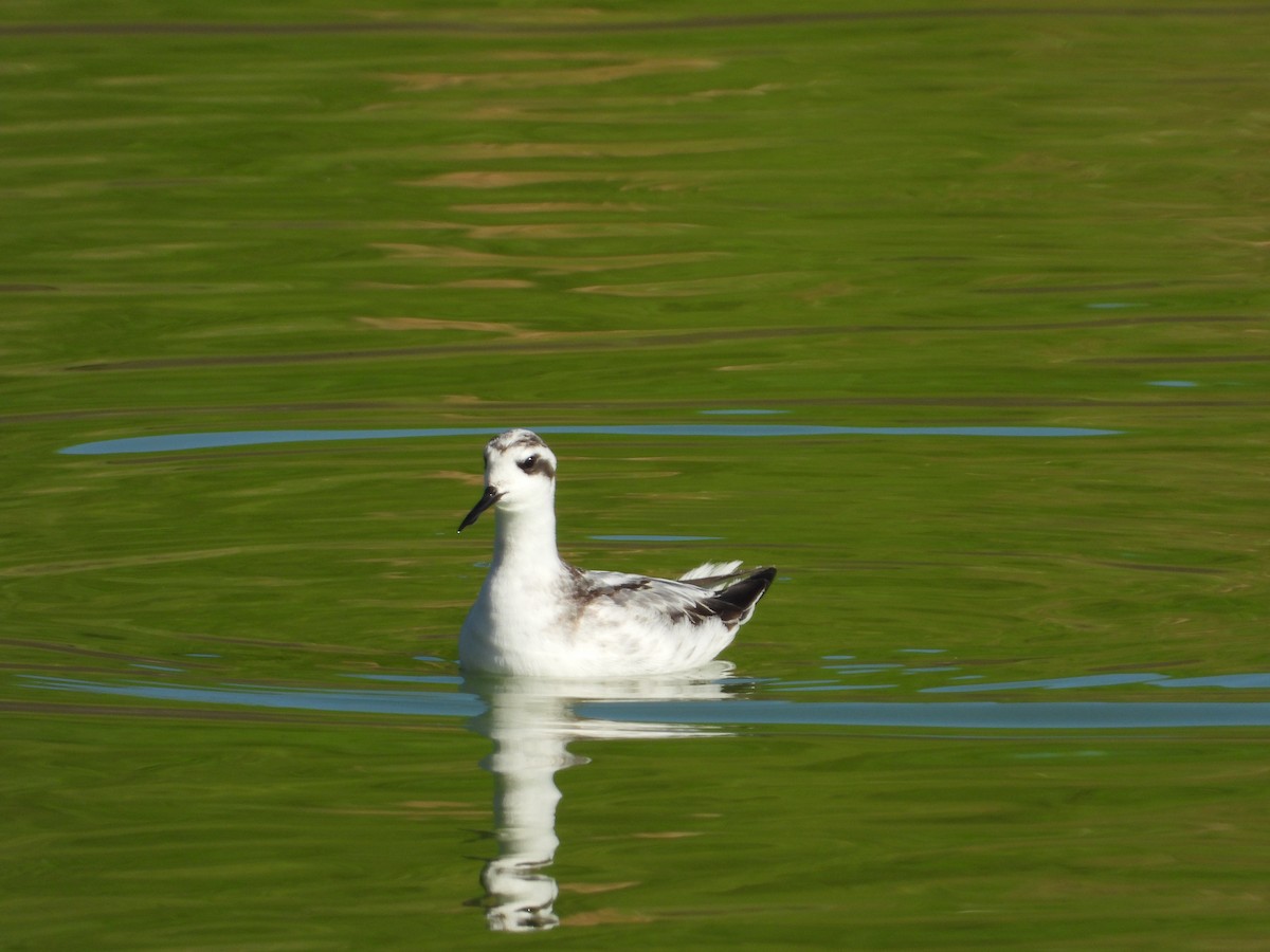 Phalarope à bec étroit - ML268806841