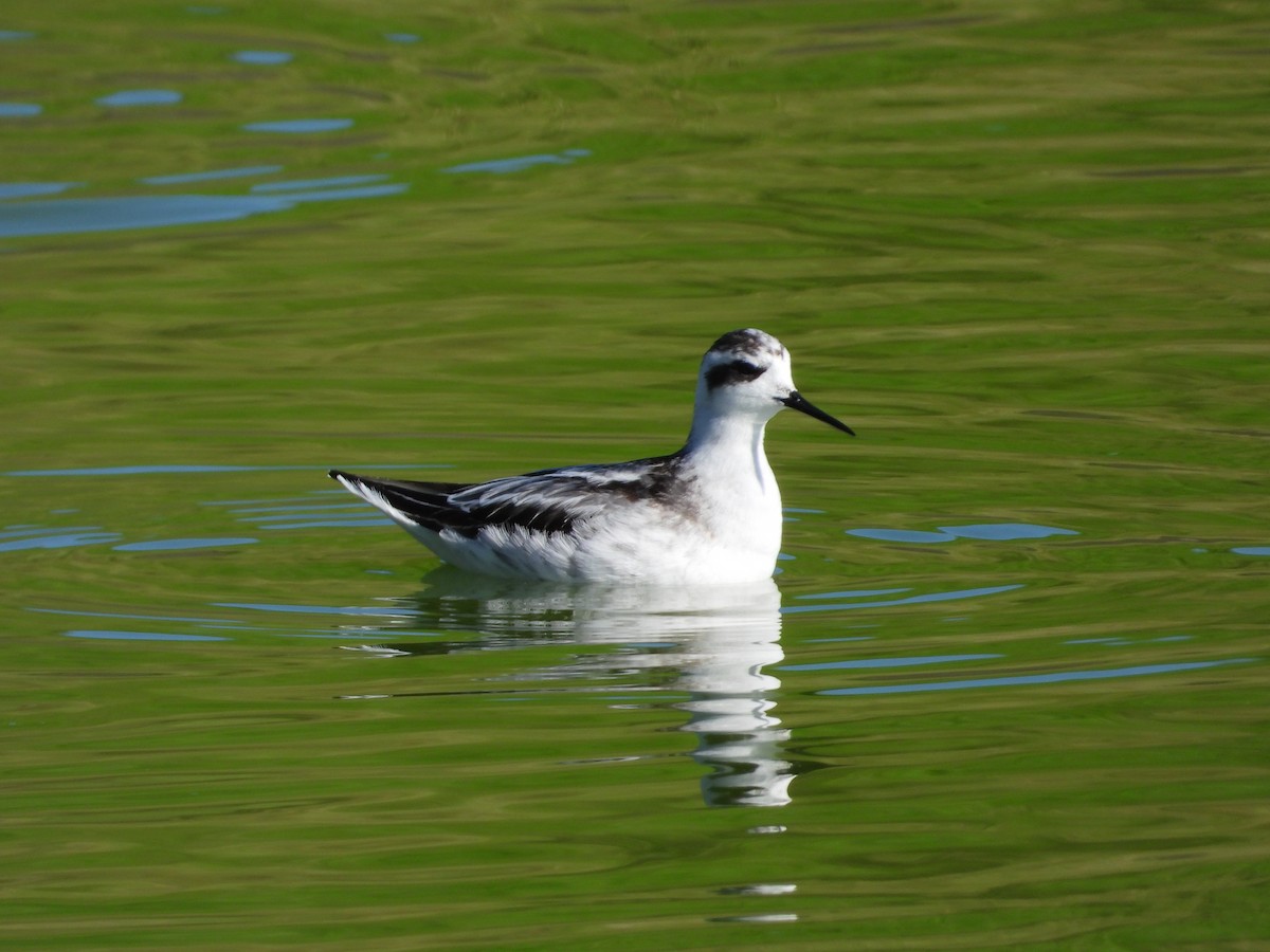 Phalarope à bec étroit - ML268806981