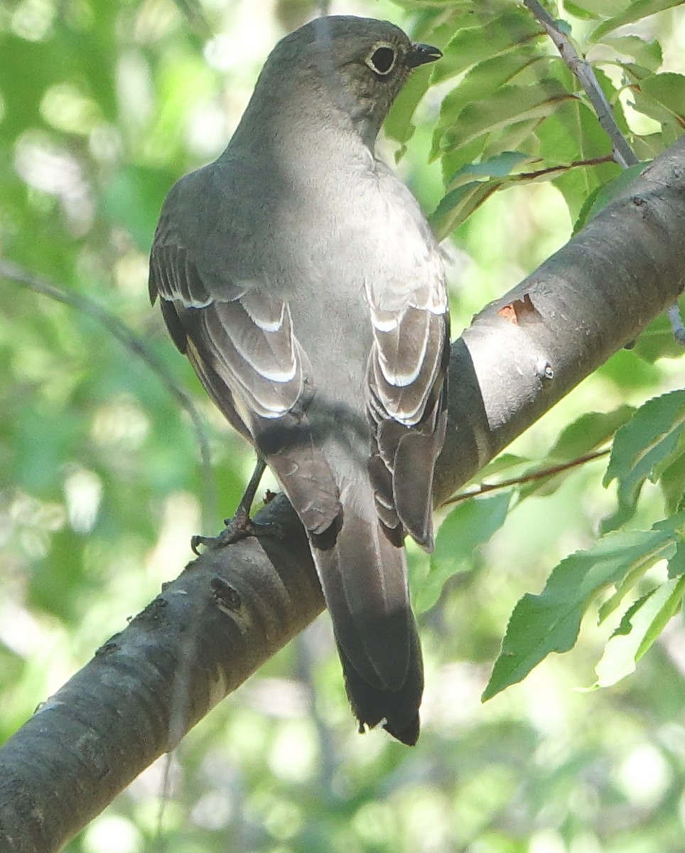 Townsend's Solitaire - Carolyn Ohl, cc