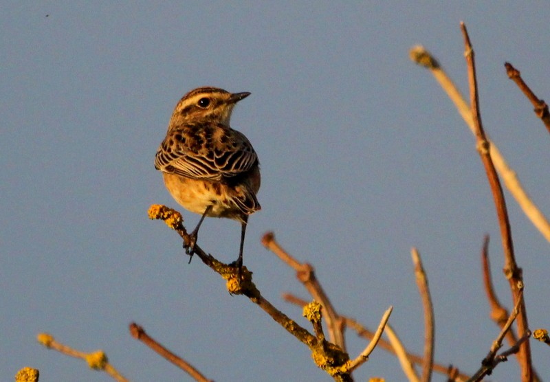 Whinchat - Kris Webb