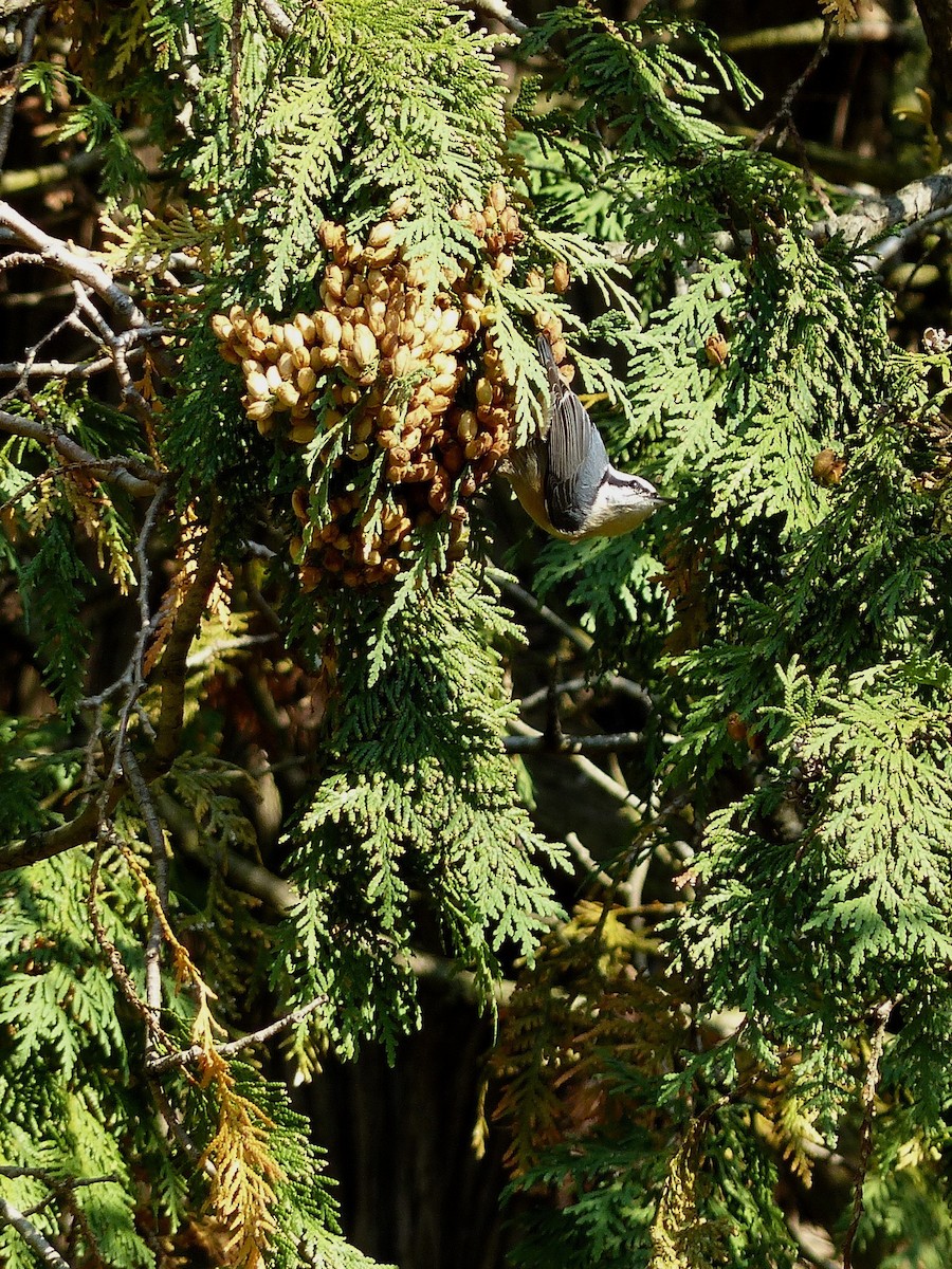 Red-breasted Nuthatch - ML268809261