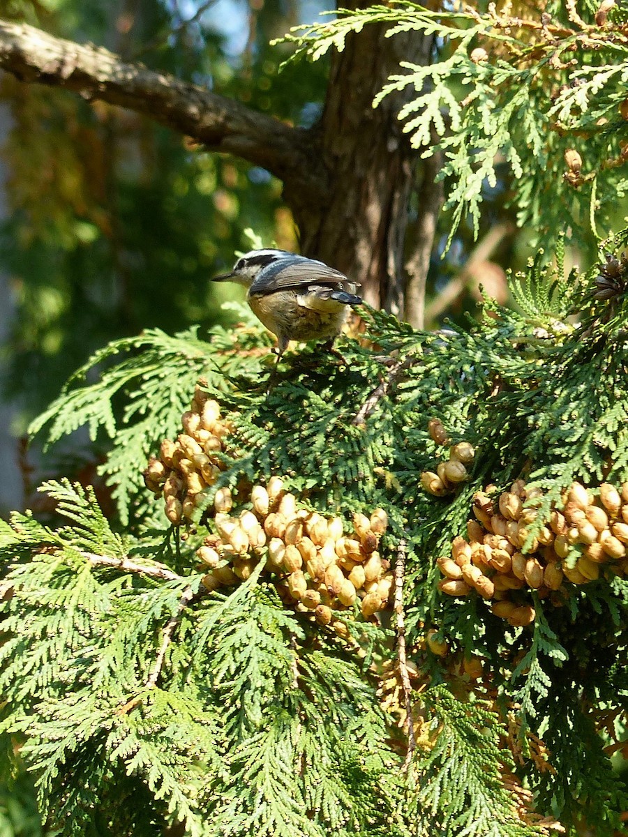 Red-breasted Nuthatch - ML268809341