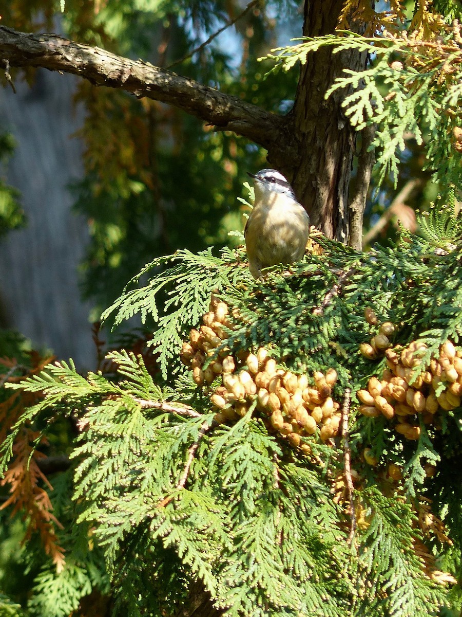 Red-breasted Nuthatch - ML268809471