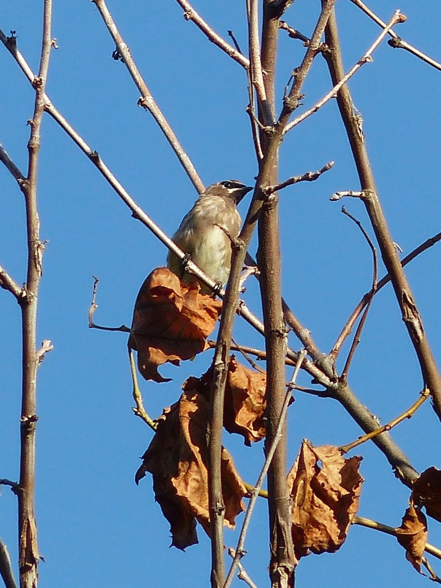 Cedar Waxwing - ML268809581