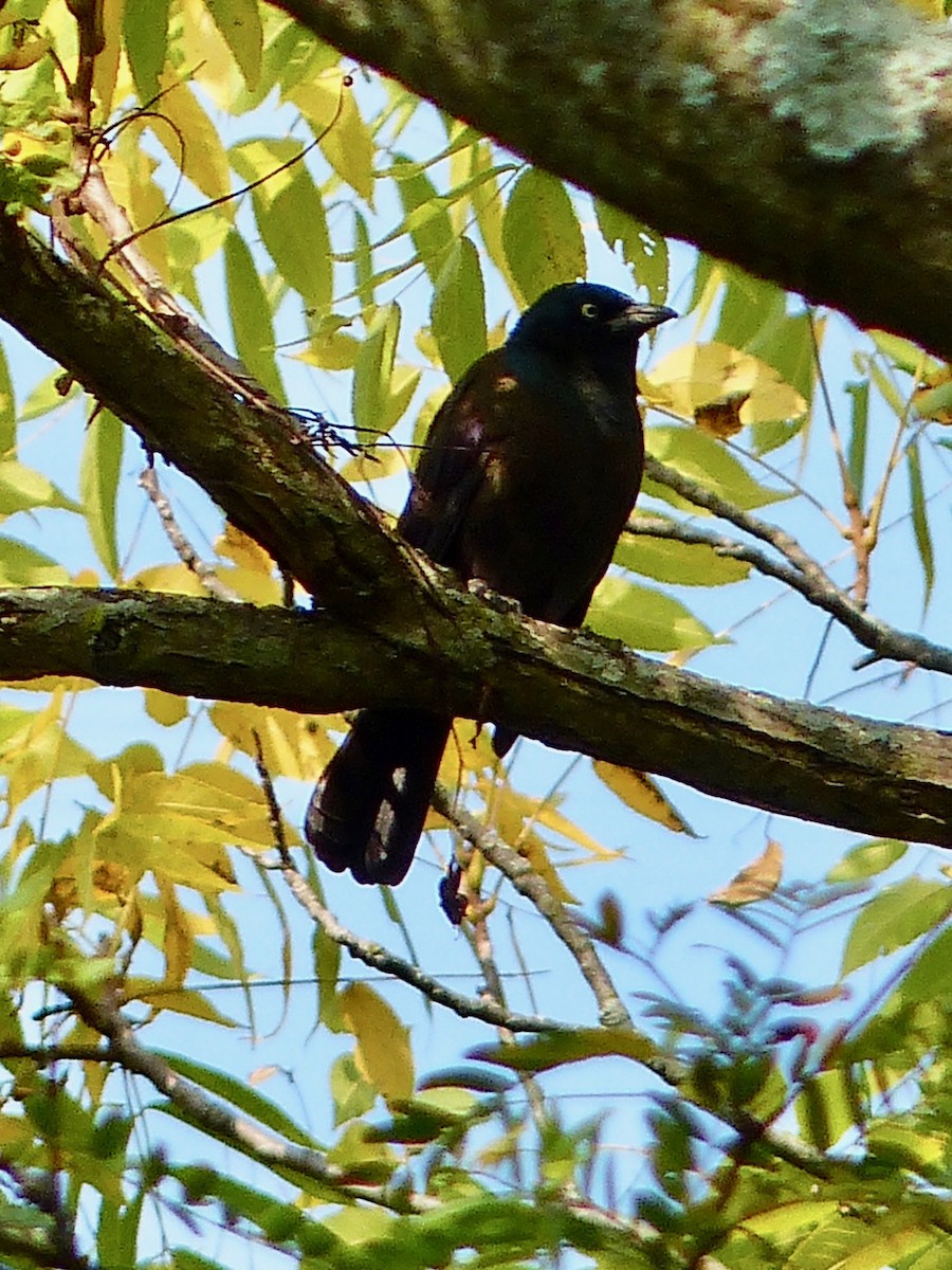 Common Grackle - ML268809781