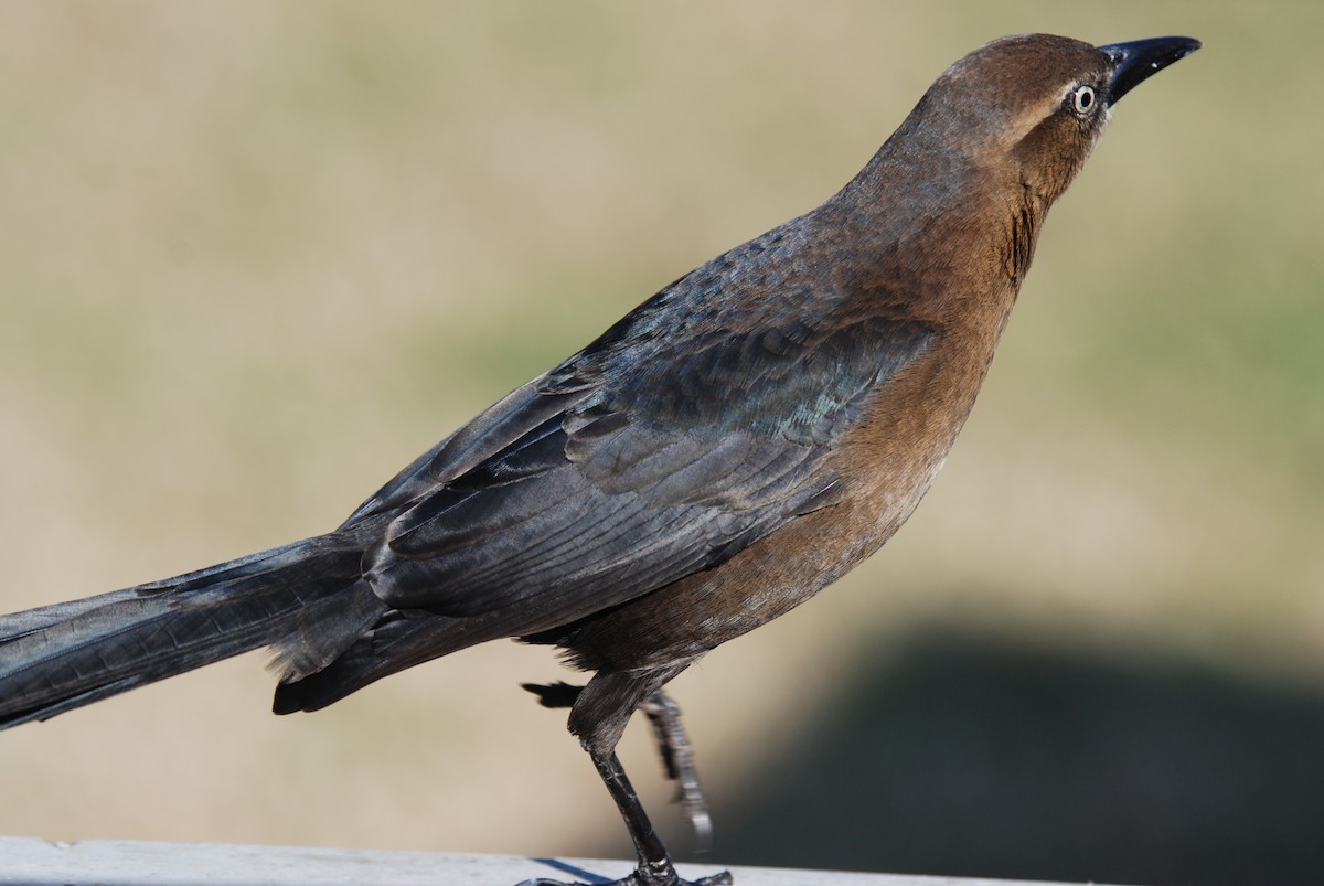 Great-tailed Grackle - ML268809861