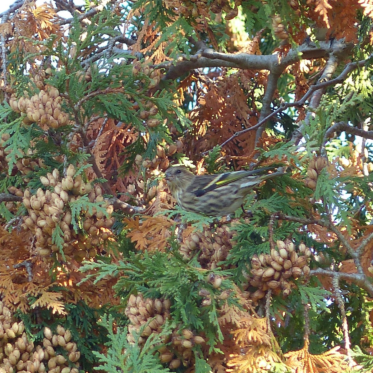 Pine Siskin - ML268809971